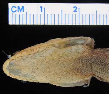 Media type: image; Herpetology R-79655
